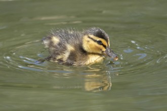 Mallard duck (Anas platyrhynchos) juvenile baby duckling bird swimming on the water of a lake in