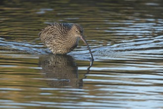 Eurasian curlew (Numenius arquata) adult wader bird searching for food in shallow coastal water,