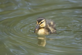 Mallard duck (Anas platyrhynchos) juvenile baby duckling bird on the water of a lake in summer,
