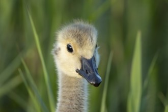 Greylag goose (Anser anser) juvenile baby gosling bird head portrait in summer, England, United