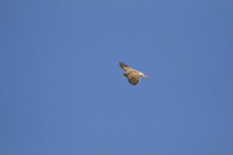 Common kestrel (Falco tinnunculus) adult falcon bird of prey in flight, England, United Kingdom