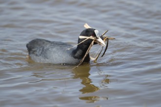 Coot (Fulica atra) adult bird on water of a lagoon with nest material in its beak in spring, RSPB