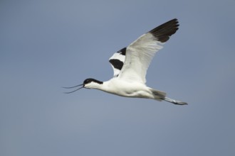 Pied avocet (Recurvirostra avosetta) adult wader bird calling in flight in summer, RSPB Minsmere