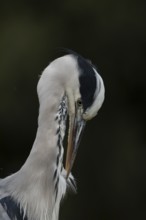 Grey heron (Ardea cinerea) adult bird head portrait, England, United Kingdom