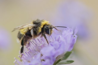 Buff tailed bumblebee (Bombus terrestris) adult bee insect feeding on a Field scabious flower in