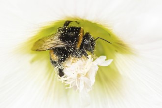 Buff tailed bumblebee (Bombus terrestris) adult bee insect feeding on a garden Hollyhock flower in