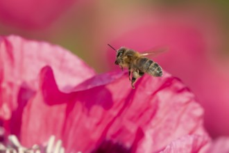 Honey bee (Apis mellifera) adult insect flying from a garden poppy flower in summer, England,