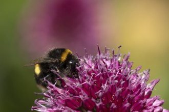 Buff tailed bumblebee (Bombus terrestris) adult bee insect feeding on a garden Allium flower in