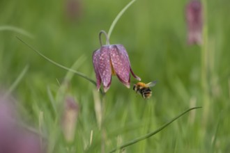 Common carder bumblebee (Bombus pascuorum) adult bee insect flying towards a Snake's head
