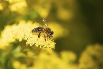 Honey bee (Apis mellifera) adult insect feeding on a garden yellow Golden rod flower in summer,