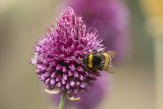 Buff tailed bumblebee (Bombus terrestris) adult bee insect feeding on a garden Chives flower in