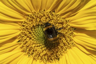 Buff tailed bumblebee (Bombus terrestris) adult bee insect feeding on a garden sunflower flower in