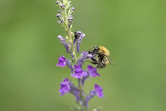 Common carder bumblebee (Bombus pascuorum) adult bee insect feeding on a garden Toadflax flower in