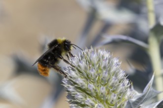 Red tailed bumblebee (Bombus lapidarius) adult bee insect feeding on Sea holly flowers in summer,