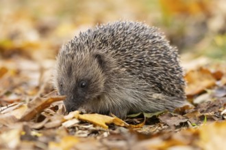 European hedgehog (Erinaceus europaeus) adult animal on fallen autumn leaves in a garden, England,