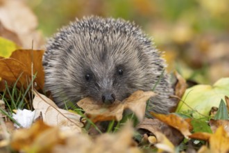 European hedgehog (Erinaceus europaeus) adult animal carrying a leaf in its mouth for bedding