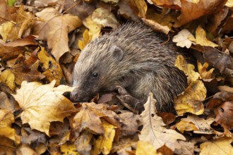 European hedgehog (Erinaceus europaeus) adult animal emerging from a pile of fallen autumn leaves
