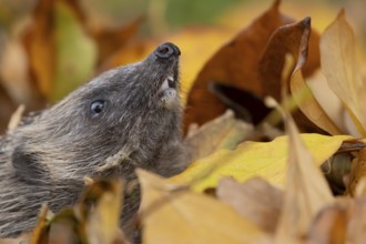 European hedgehog (Erinaceus europaeus) adult animal emerging from a pile of fallen autumn leaves