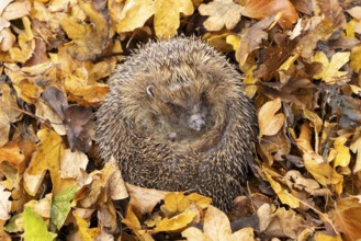 European hedgehog (Erinaceus europaeus) adult animal curled in a ball for hibernation on fallen