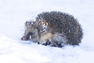 European hedgehog (Erinaceus europaeus) adult animal on snow in a garden in winter, England, United