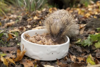 European hedgehog (Erinaceus europaeus) adult animal eating dog food from a pet bowl in a garden in