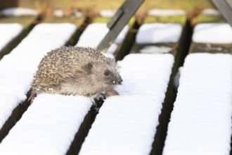 European hedgehog (Erinaceus europaeus) adult animal walking on snow covered garden wooden decking