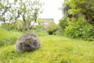 European hedgehog (Erinaceus europaeus) adult animal on a garden grass lawn next to a patch of long