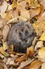 European hedgehog (Erinaceus europaeus) adult animal curled in a ball for hibernation on fallen