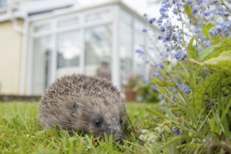 European hedgehog (Erinaceus europaeus) adult animal in a garden with a house in the background in