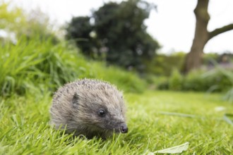 European hedgehog (Erinaceus europaeus) adult animal on a garden grass lawn in spring, England,