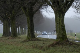 Thick fog, with low visibility, country road, Schuirweg, bare trees, winter, in Essen, North