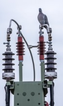 Pigeon sits on a power cable for traction power, mast with a circuit breaker for switching