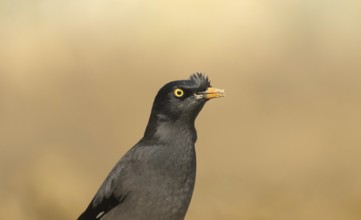 Close-up of a jungle myna (Acridotheres fuscus), Sreepur, Gazipur, Bangladesh