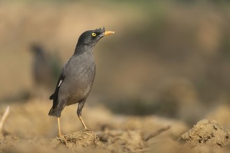 A jungle myna (Acridotheres fuscus) stands on the ground against a blurred background, Sreepur,