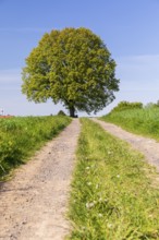 Field path and solitary oak (quercus) in bloom, spring, Großer Berg Großhennersdorf, Herrnhut,