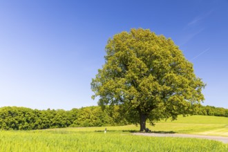 Single oak tree (quercus) in blossom, spring, Großer Berg Großhennersdorf, Herrnhut, Upper Lusatia,