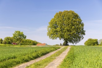 Field path and solitary oak (quercus) in bloom, spring, Großer Berg Großhennersdorf, Herrnhut,
