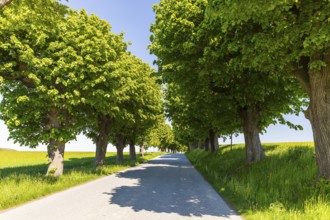 Old lime tree (tilia), the trunk is already hollow, Lindenallee in Herrnhut, Upper Lusatia, Saxony,
