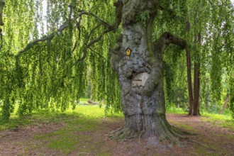 Old beech, copper beech (Fagus sylvatica), old trees in Helfenberg Castle Park, Dresden, Saxony,