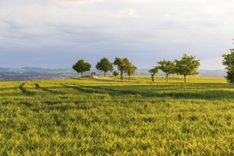 Rockauer Höhe vantage point (Sachsens Hiefel) is located far above the Elbe Valley and offers a