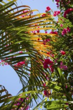 Bougainvillea and palm leaf, Bali, Indonesia