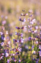 Common sage (Salvia officinalis) in bloom, Saxony, Germany