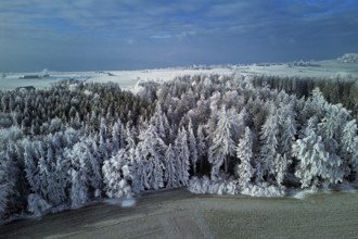 Aerial view of forest in hoarfrost, Horben, Lindenberg, Freiamt, Canton of Aargau, Switzerland