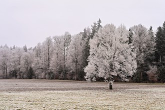 Tree and forest in hoarfrost, Schlatt, Lindenberg, Freiamt, Canton of Aargau, Switzerland