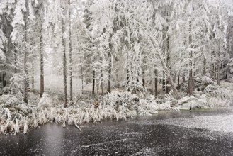 Ballmoos forest reserve in hoarfrost, high moor in fog, Lieliwald, Lindenberg, Horben, Canton of