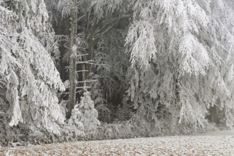 Wald im Raureif, Schlatt, Lindenberg, Freiamt, Canton of Aargau, Switzerland