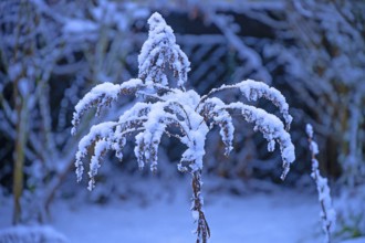 Snow on faded Solidago canadensis (Solidago canadensis), Bavaria, Germany