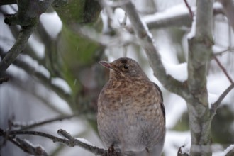 Blackbird (Turdus merula), female, snow, tree, portrait