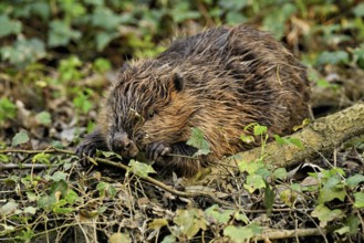 Eurasian beaver, European beaver (Castor fibre), eating leaves on the bank of a stream, Canton Zug,