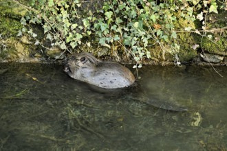 Eurasian beaver, European beaver (Castor fibre), swimming in a stream, Canton Zug, Switzerland